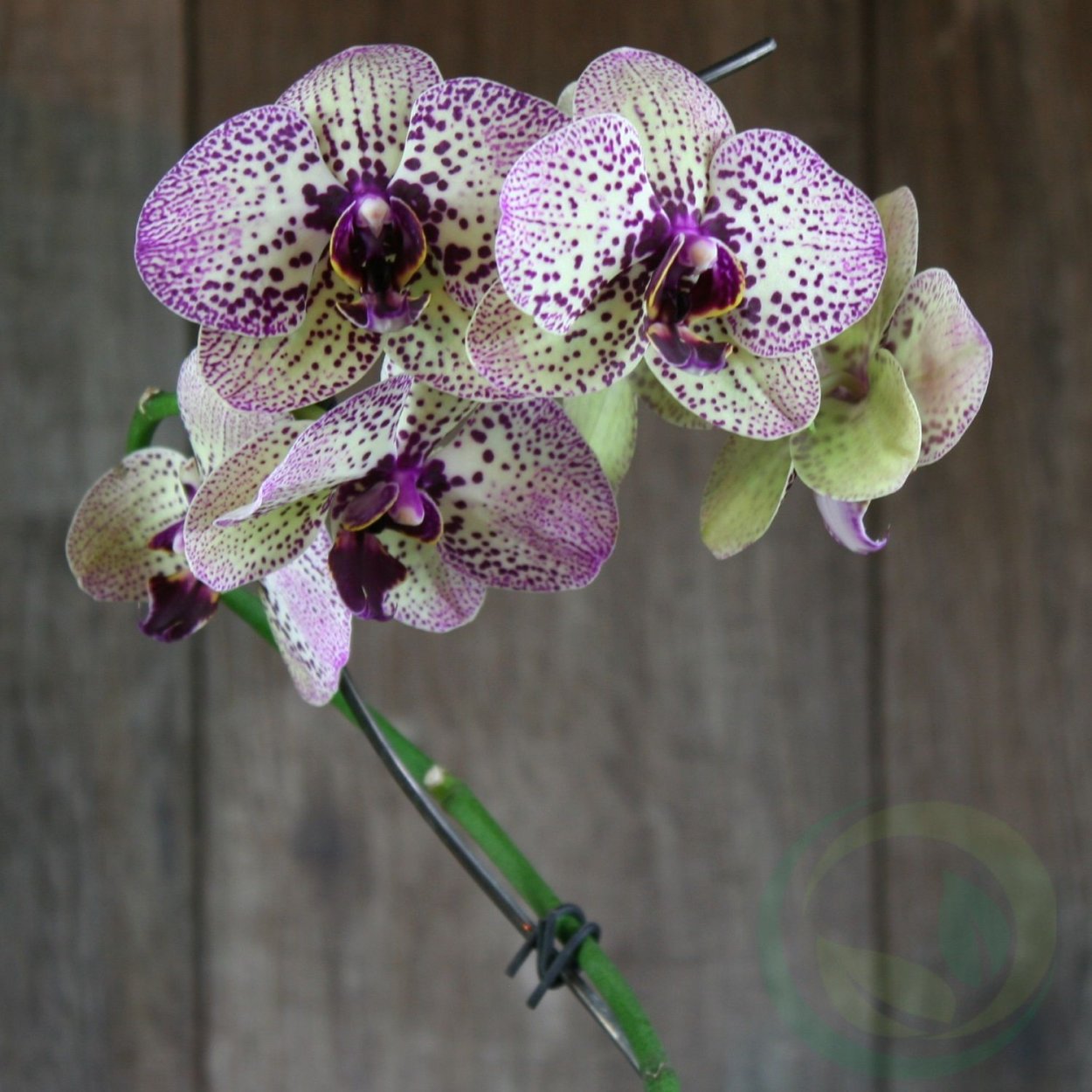 Фаленопсис Клеос Бьюти