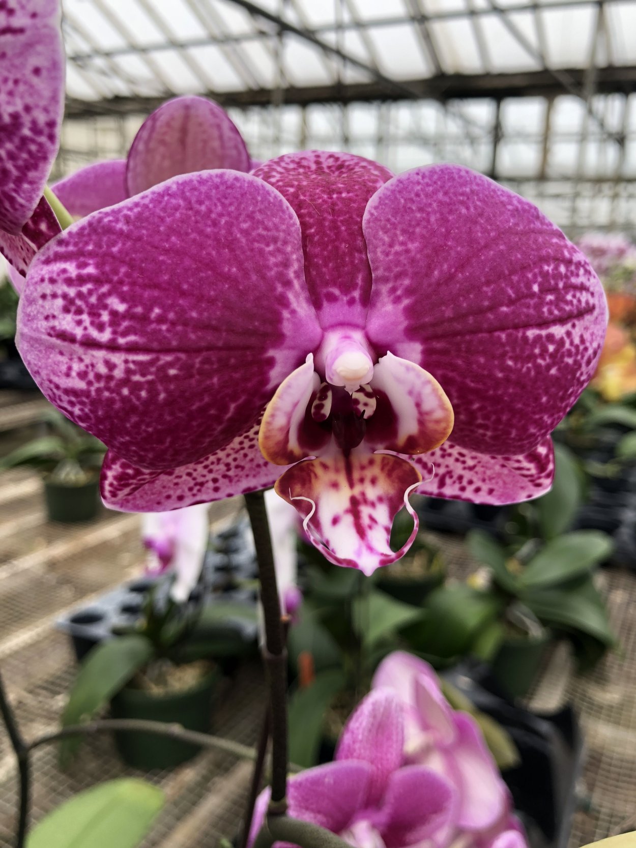 Phal. Lioulin Wild Cat