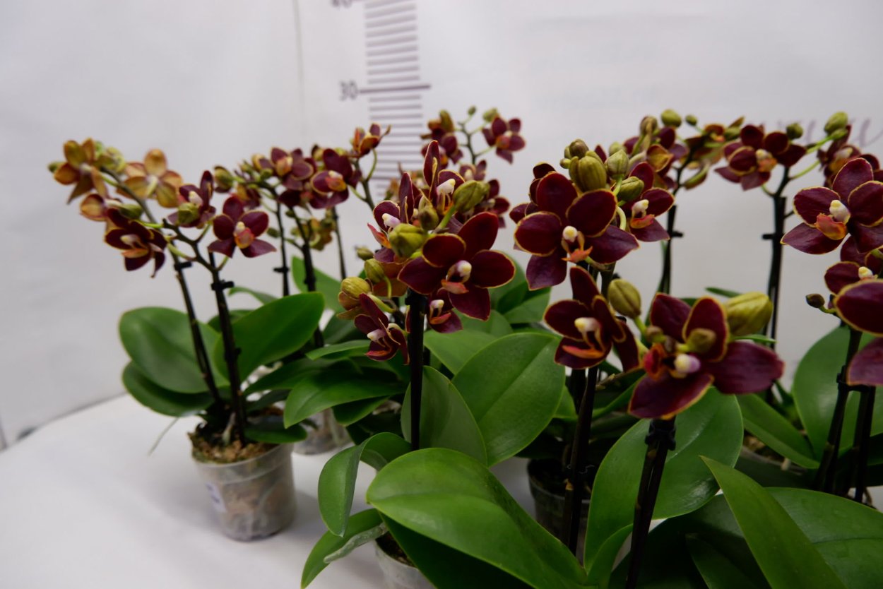 Орхидея манго фаленопсис