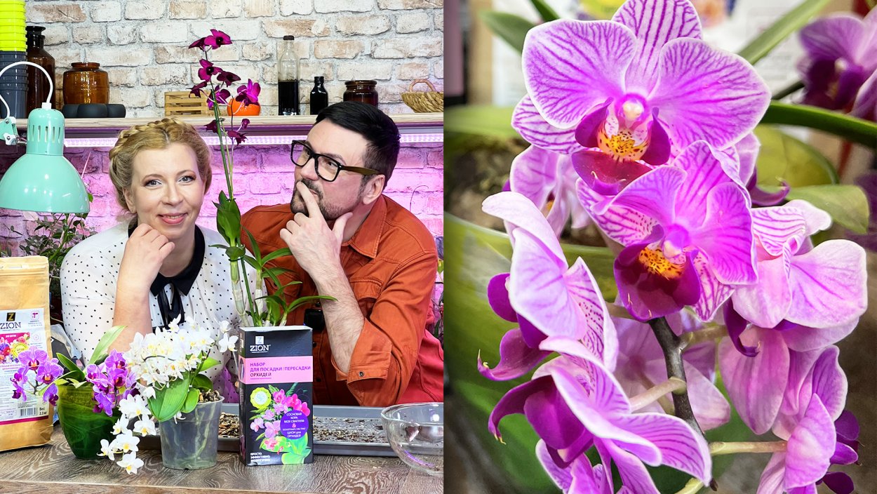 Фаленопсис (Phalaenopsis) – Орхидея