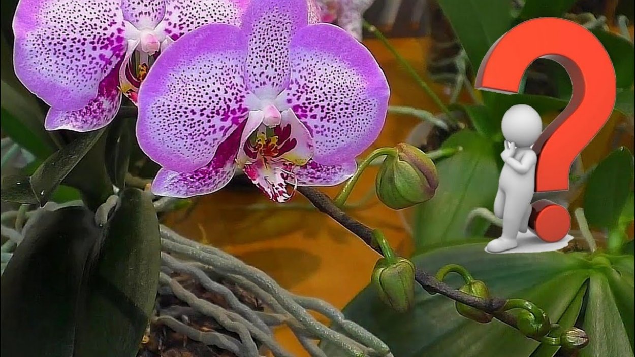 Черная Орхидея фаленопсис Каода