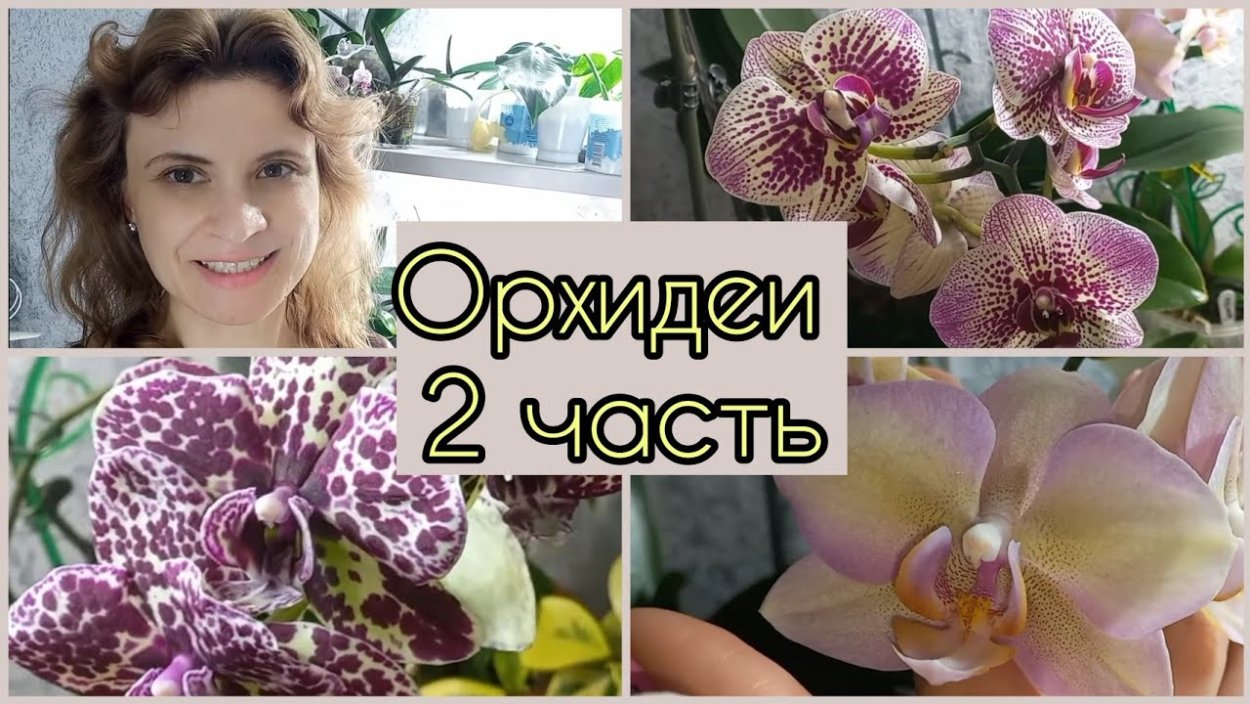 Орхидея Голден леопард