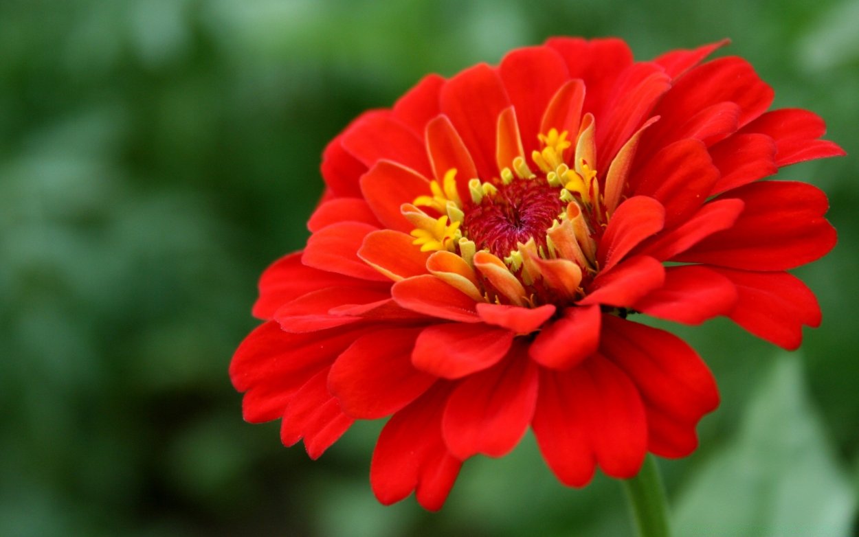 Red Zinnia Flower