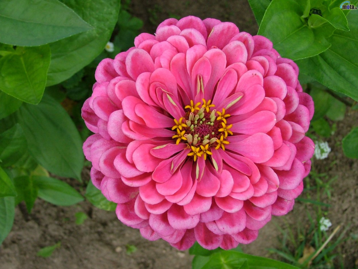 Цинния Дабл Захара