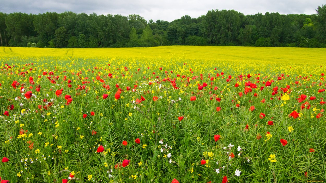 Красивое поле с маками