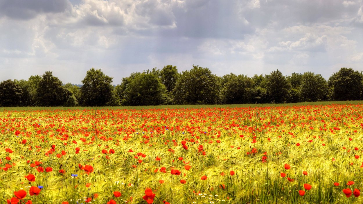 Красные маки