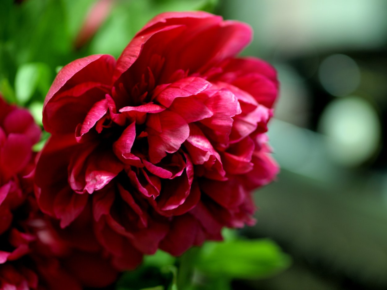 Маленькие цветы на черном фоне