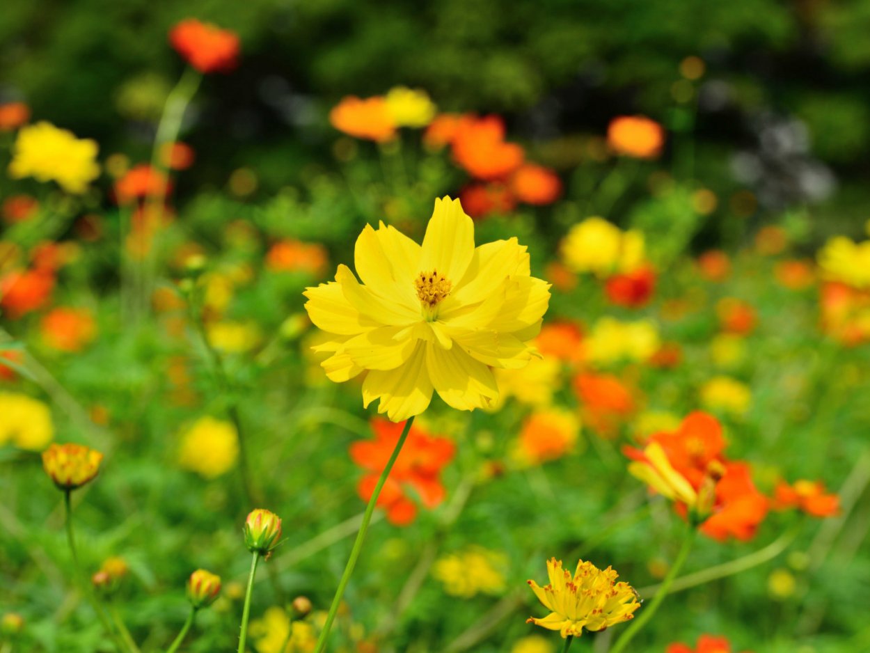 Космея Солнечная желтая