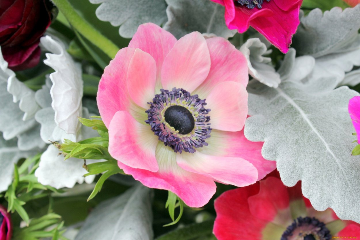 Анемона цветок