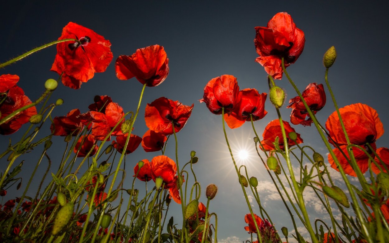 Маки Скосана ЮАР
