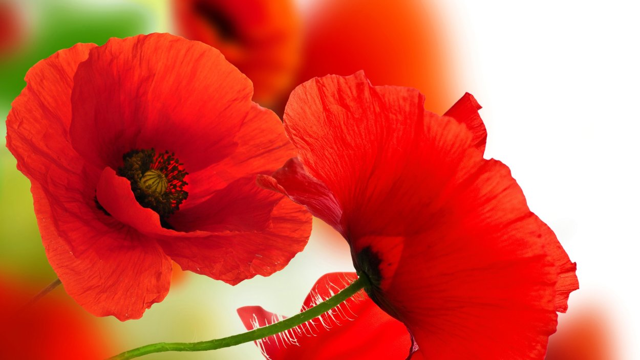 Обои на рабочий стол маки