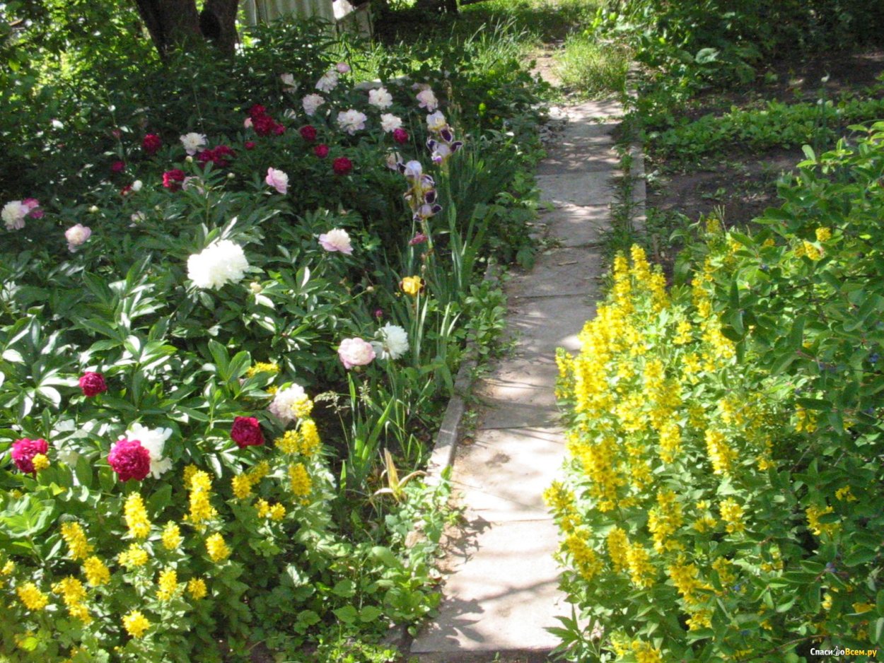 Клумба с пионами вдоль дорожки