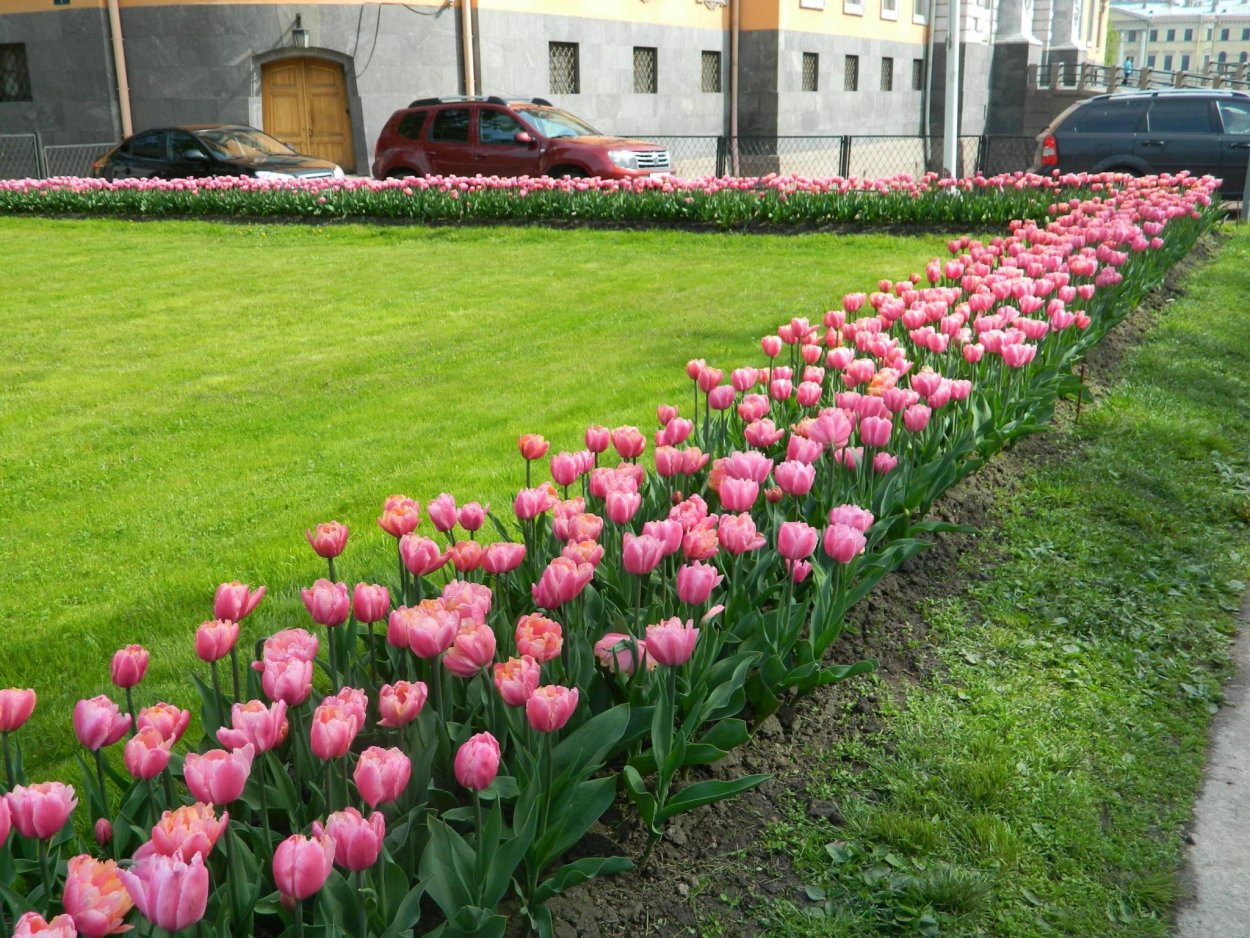 Рабатка с тюльпанами