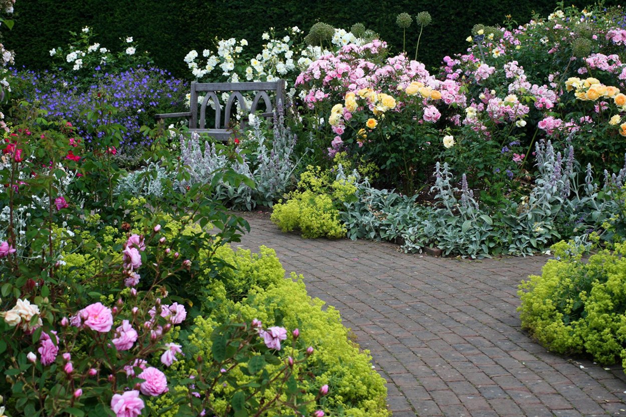Почвопокровные розы в миксбордере