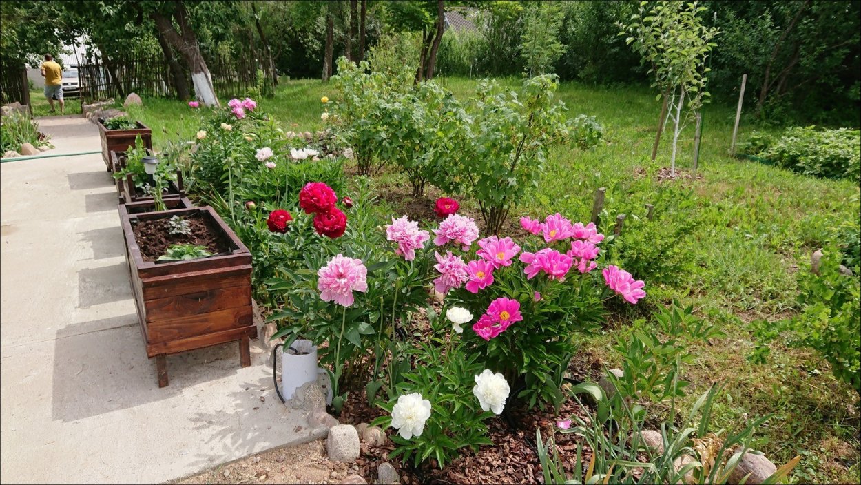 Пионы вдоль дорожки