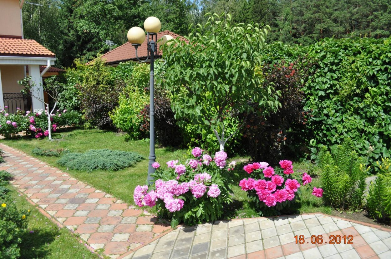 Розы вдоль дорожки