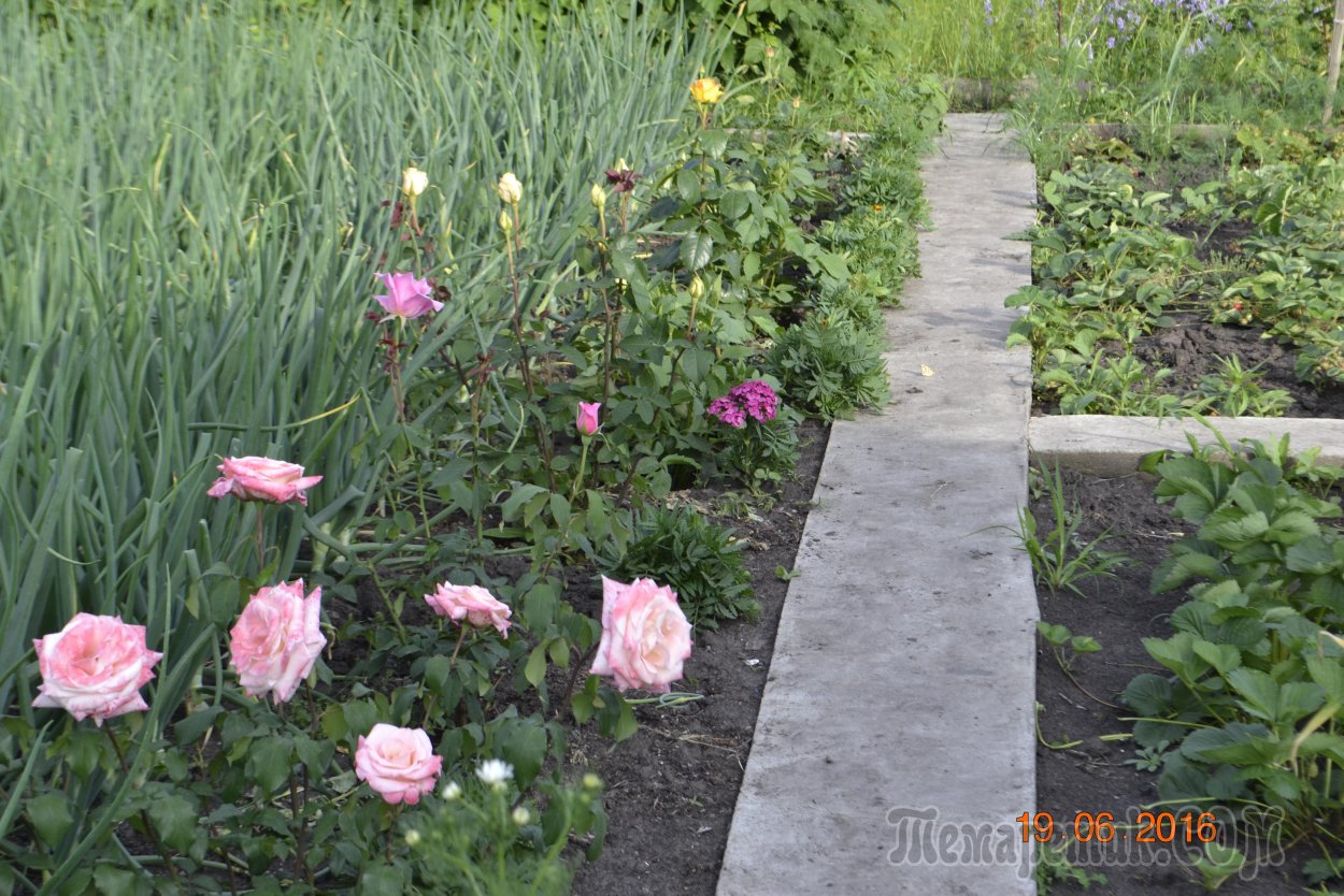 Розарий на газоне вдоль дорожки