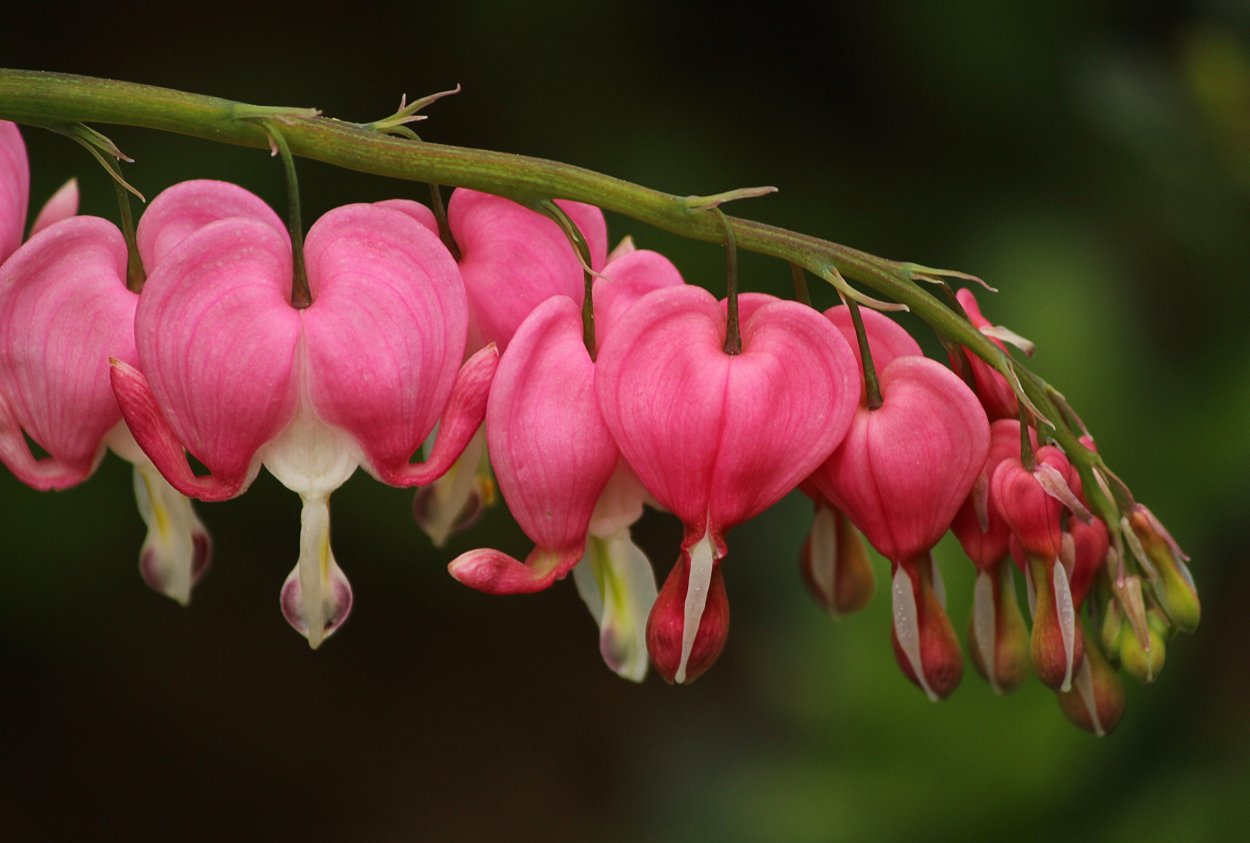 Дицентра spectabilis Pink