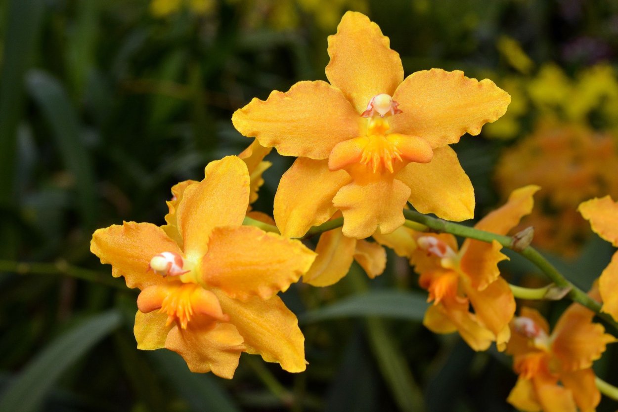 Фаленопсис Баттеркап