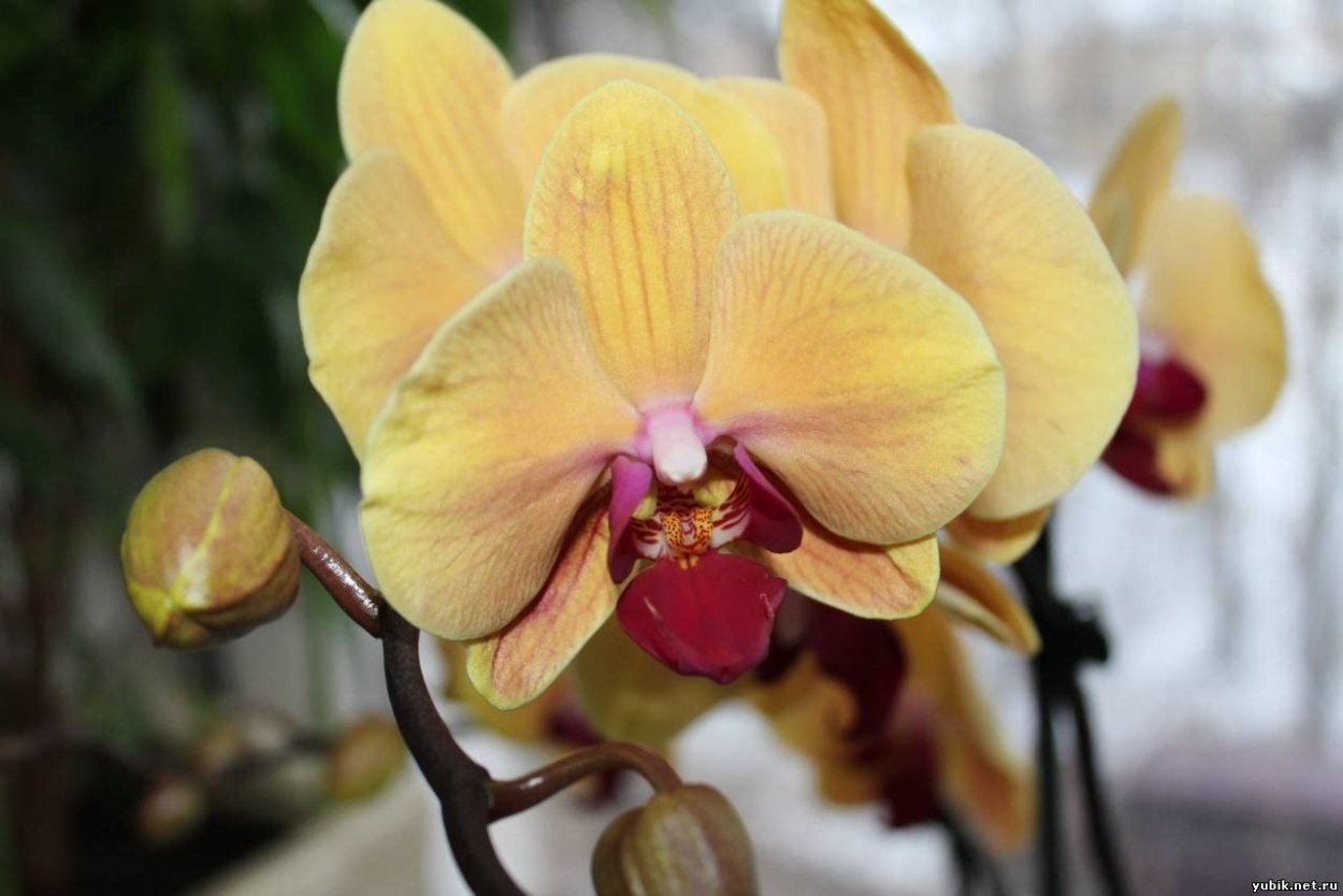 Фаленопсис Каррибиан Дрим