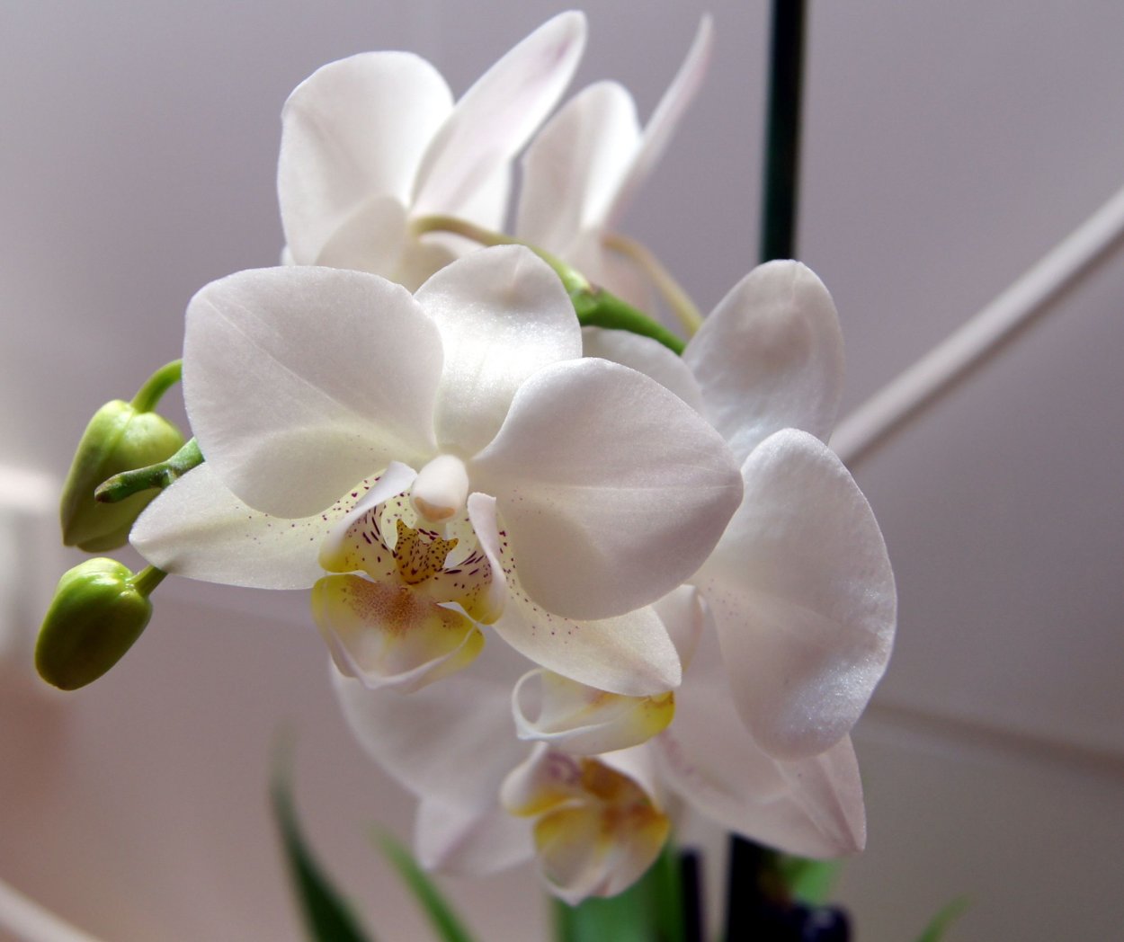 Фаленопсис Монако