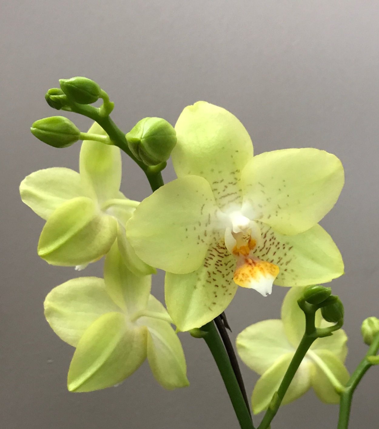 Орхидея фаленопсис Еллоу