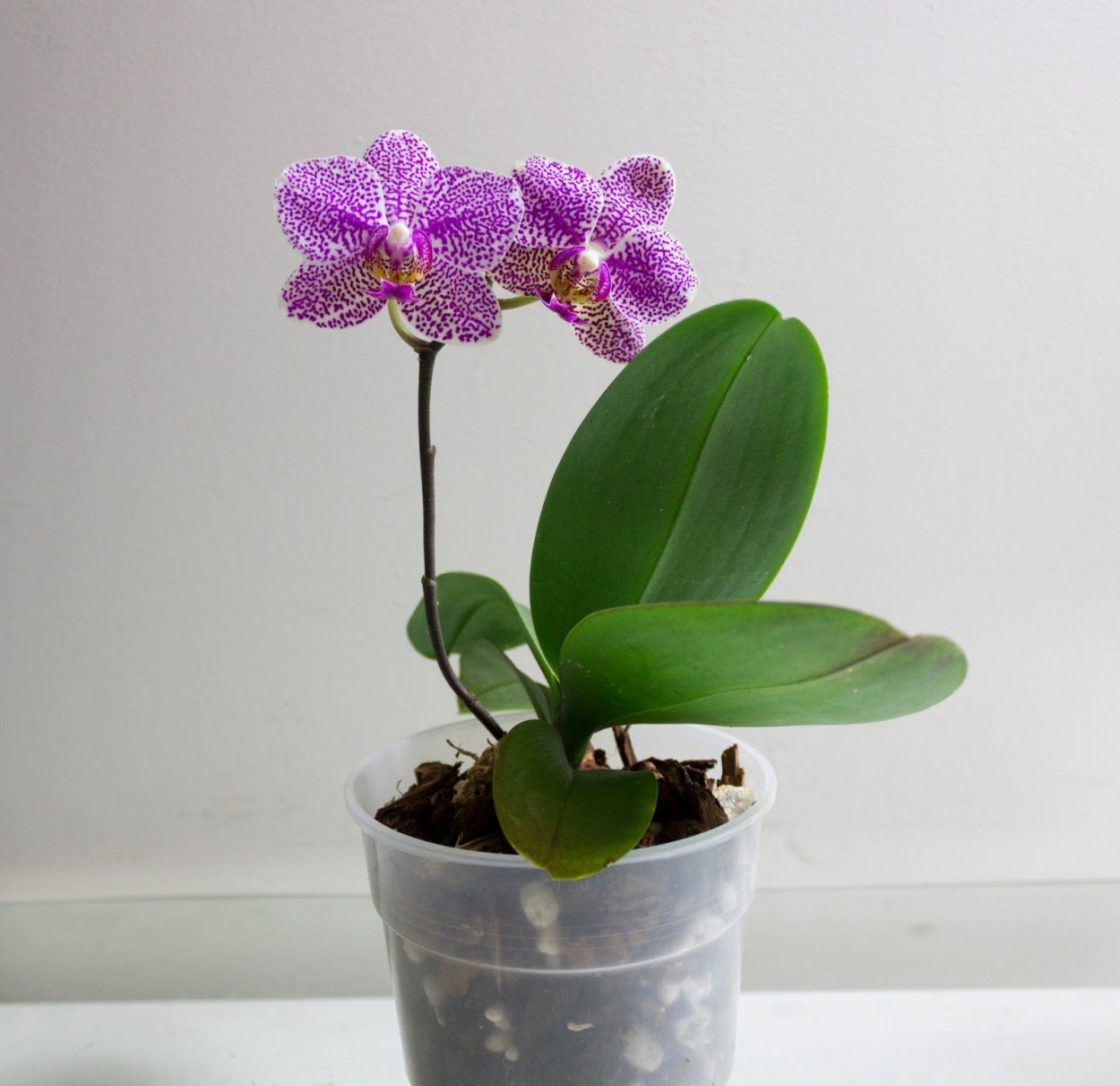 Фаленопсис Денмарк