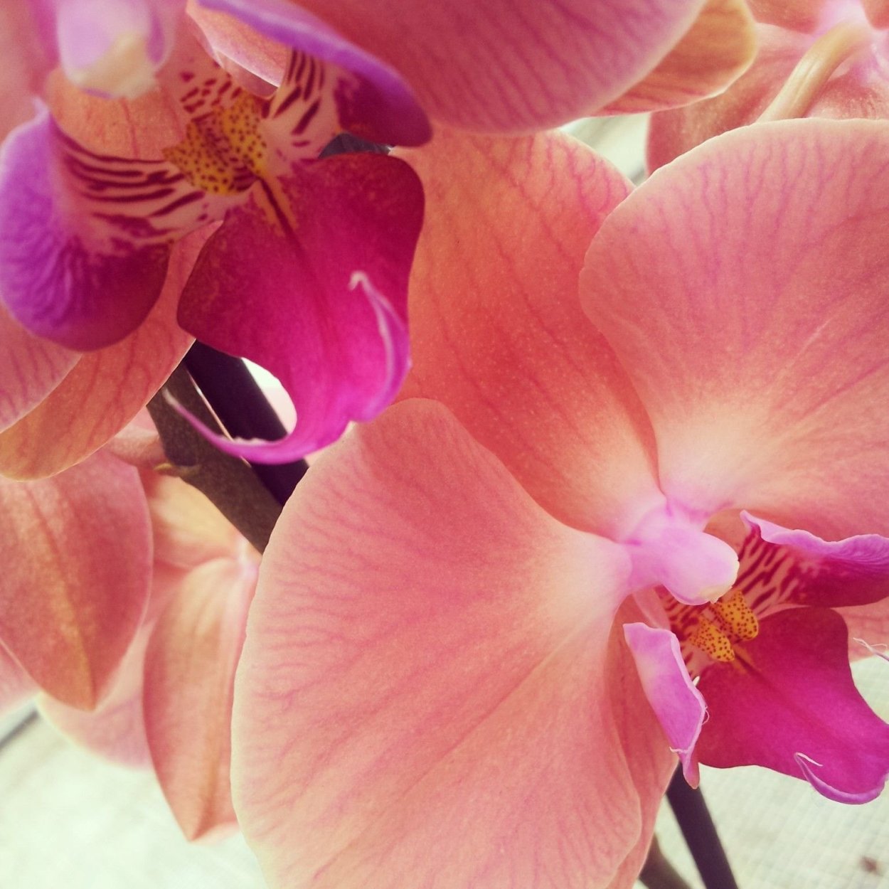 Фаленопсис Dutch Diva