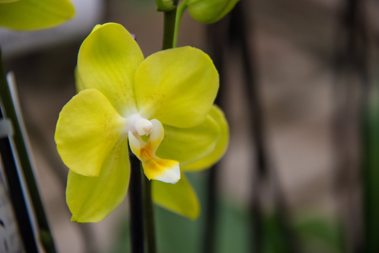 Фаленопсис Баттеркап
