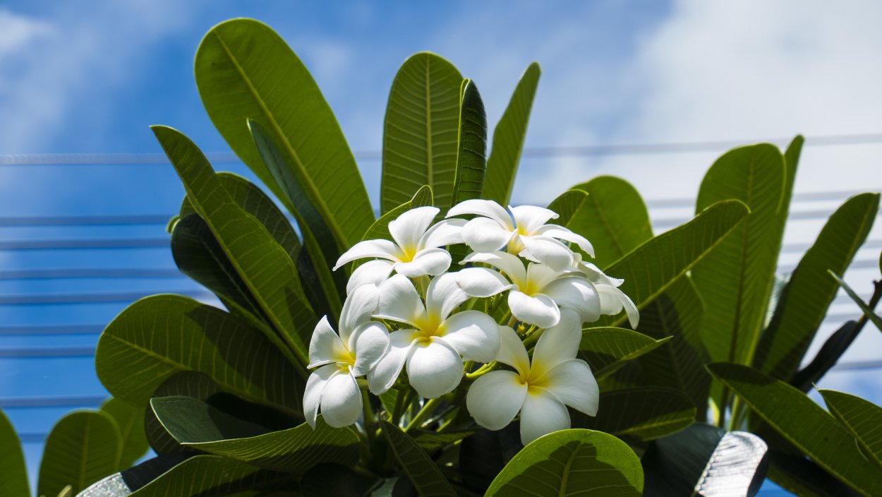 Дерево с белыми цветами в Тайланде