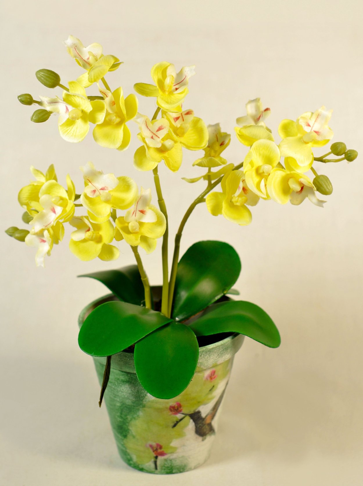 Фаленопсис мультифлора желтый