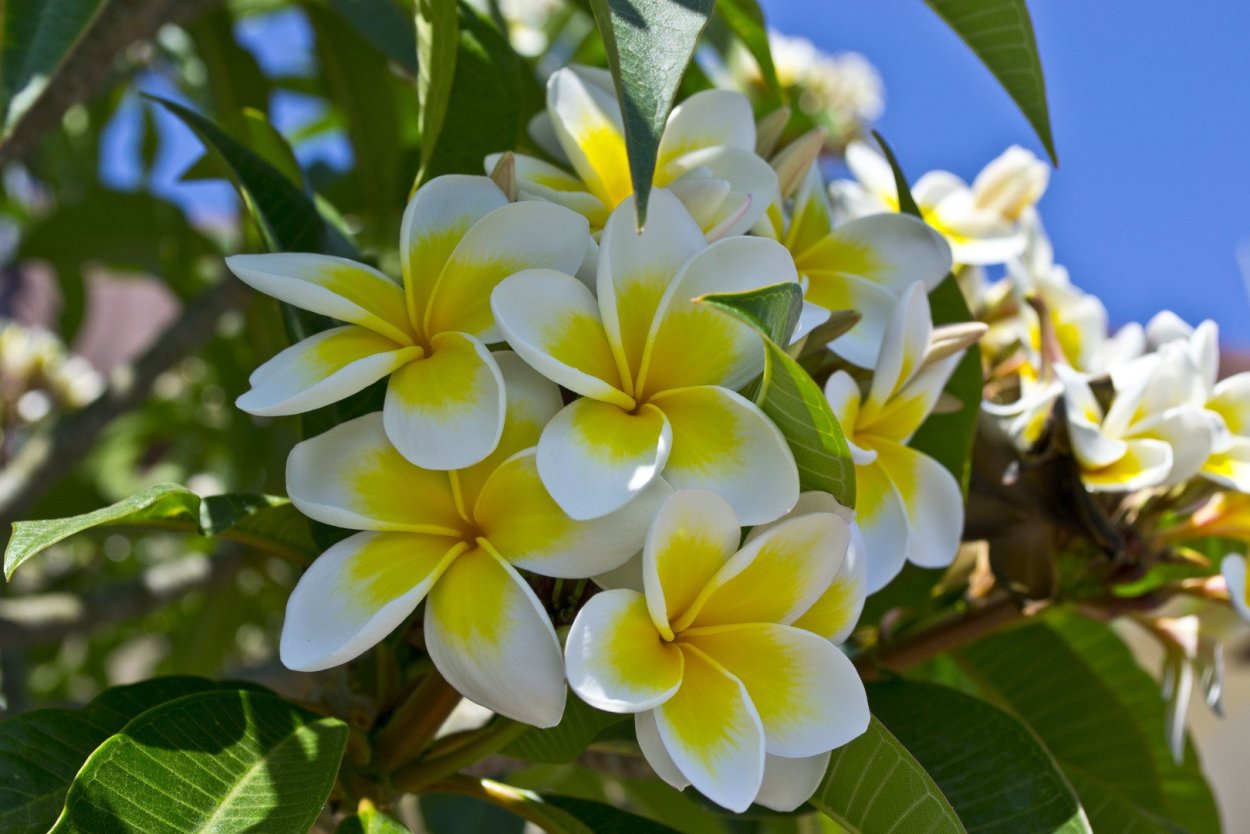 Франжипани Тайланд