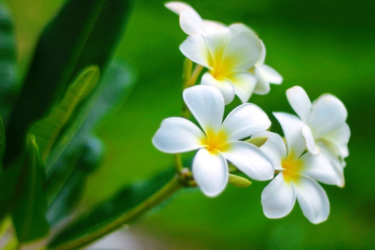 Гардения taitensis Tiare Tahiti