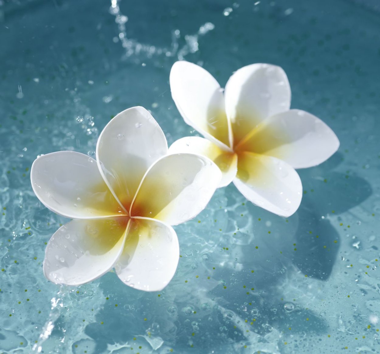 Плюмерия Вьетнам