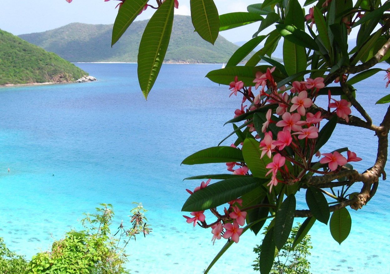 Плюмерия Франжипани