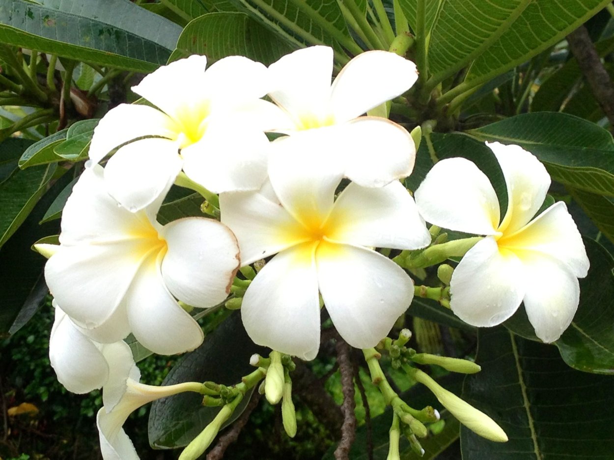 Тропический Жасмин