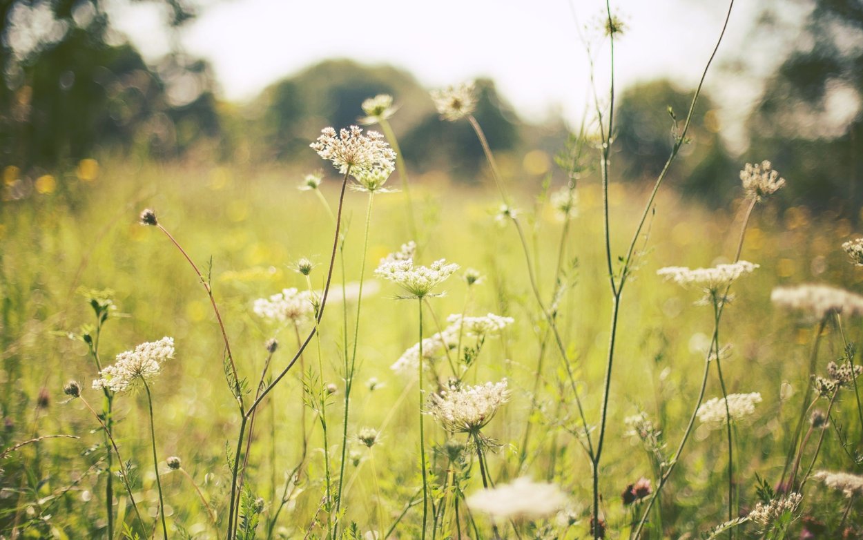 Трава кашка белая