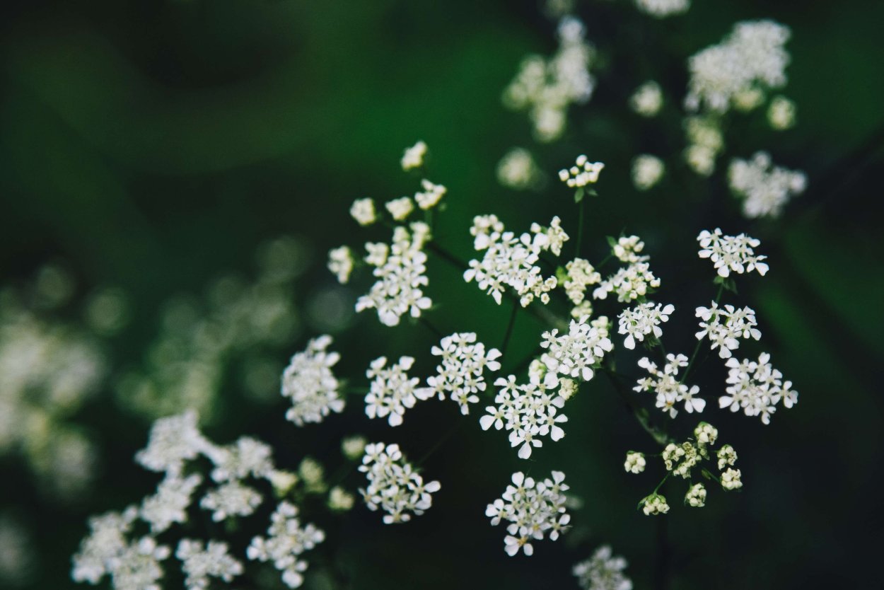 Трава рисунок