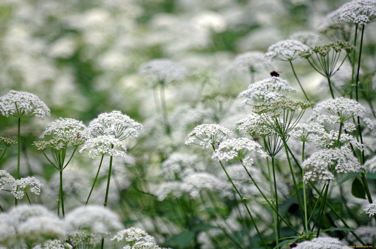 Зонтичные кашка Полевая