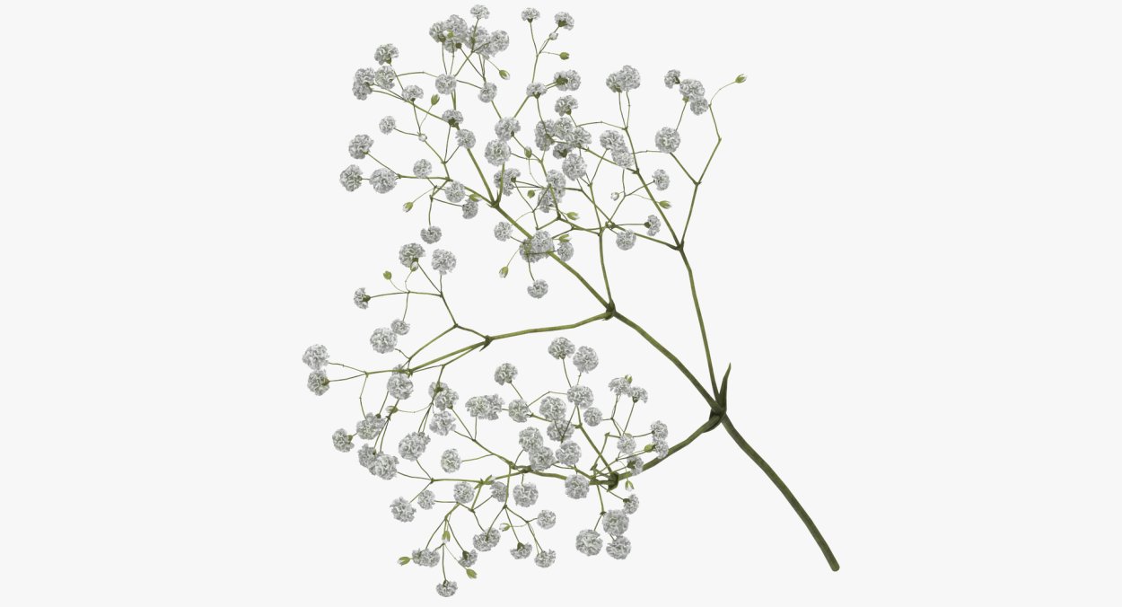 Маленькие белые цветочки на дереве