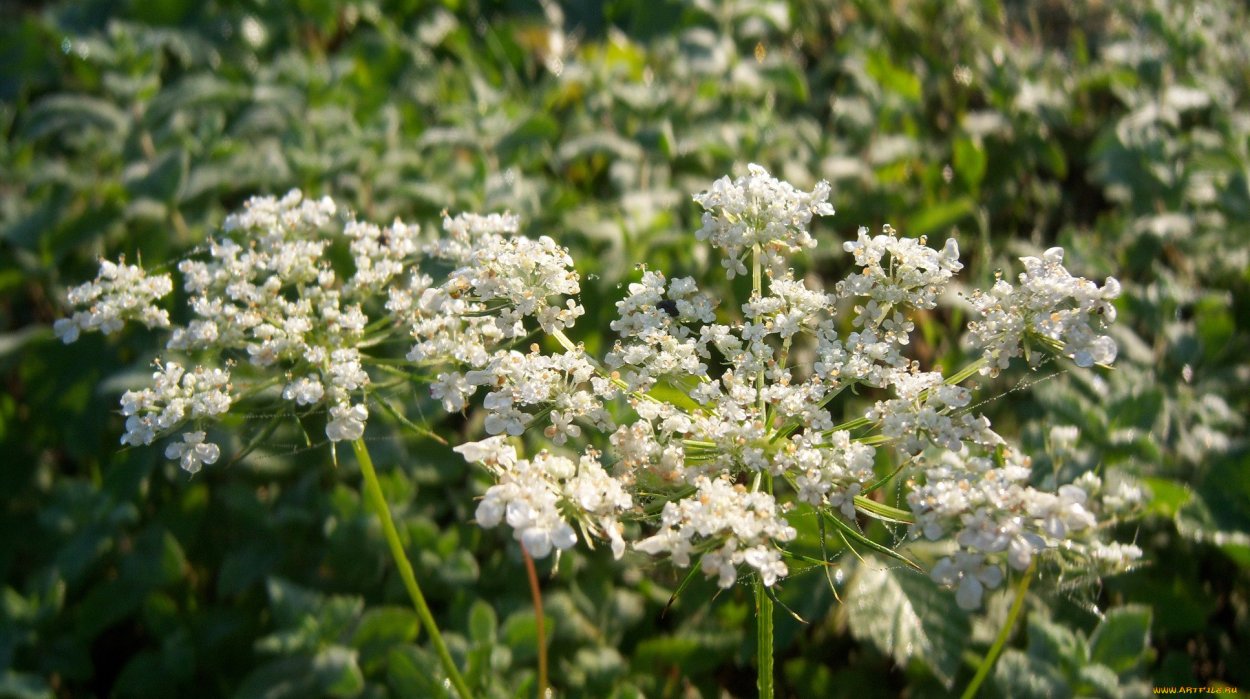 Белые зонтичные луговые полевые