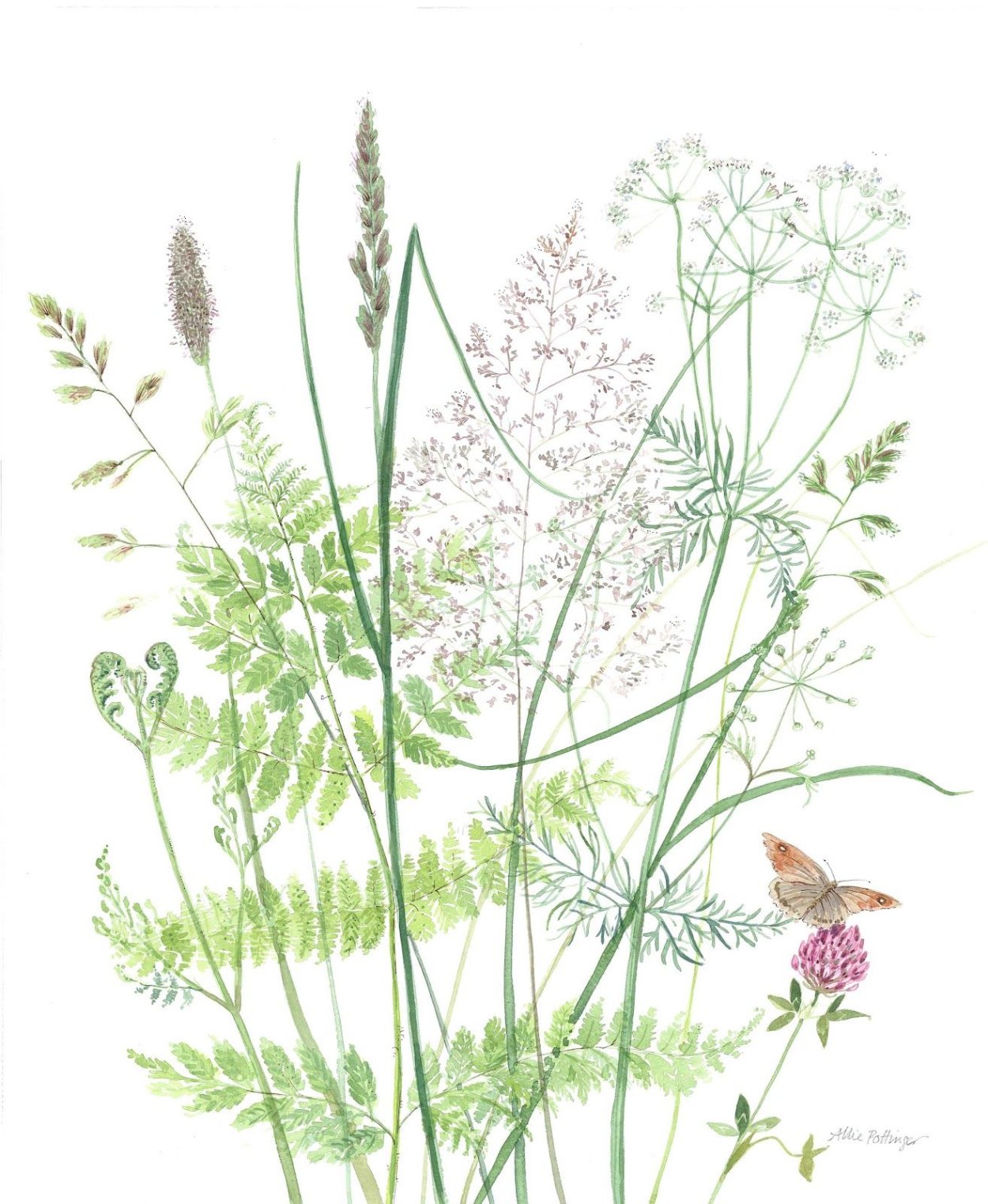 Queen Anne's Lace растение