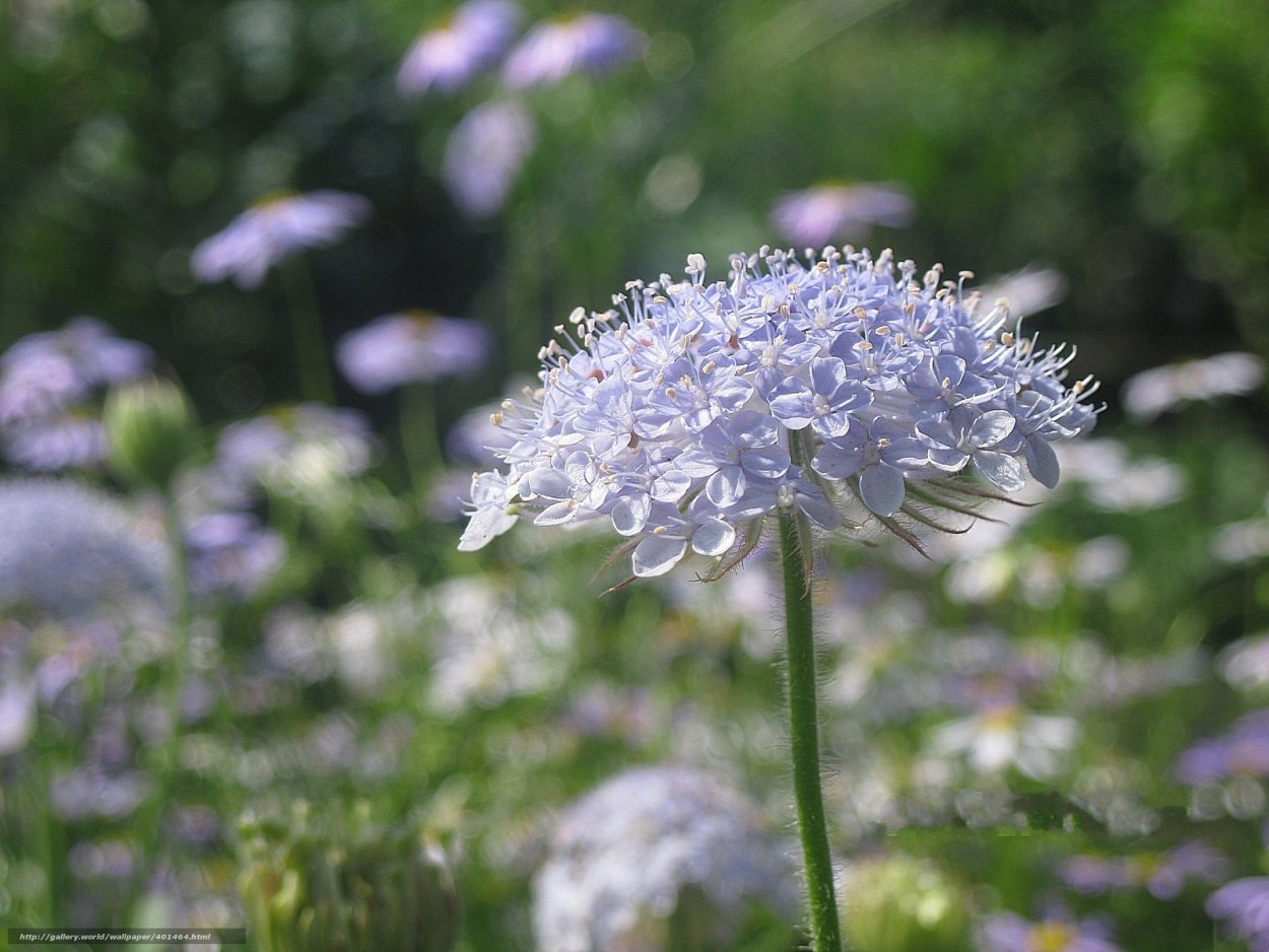 Луговые цветы белые зонтичные