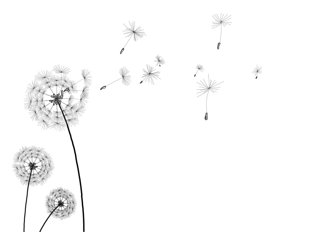 Белые полевые цветы кустиком