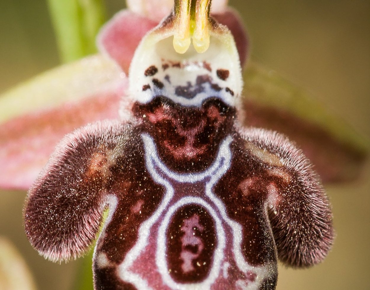Орхидея Обезьянья Дракула