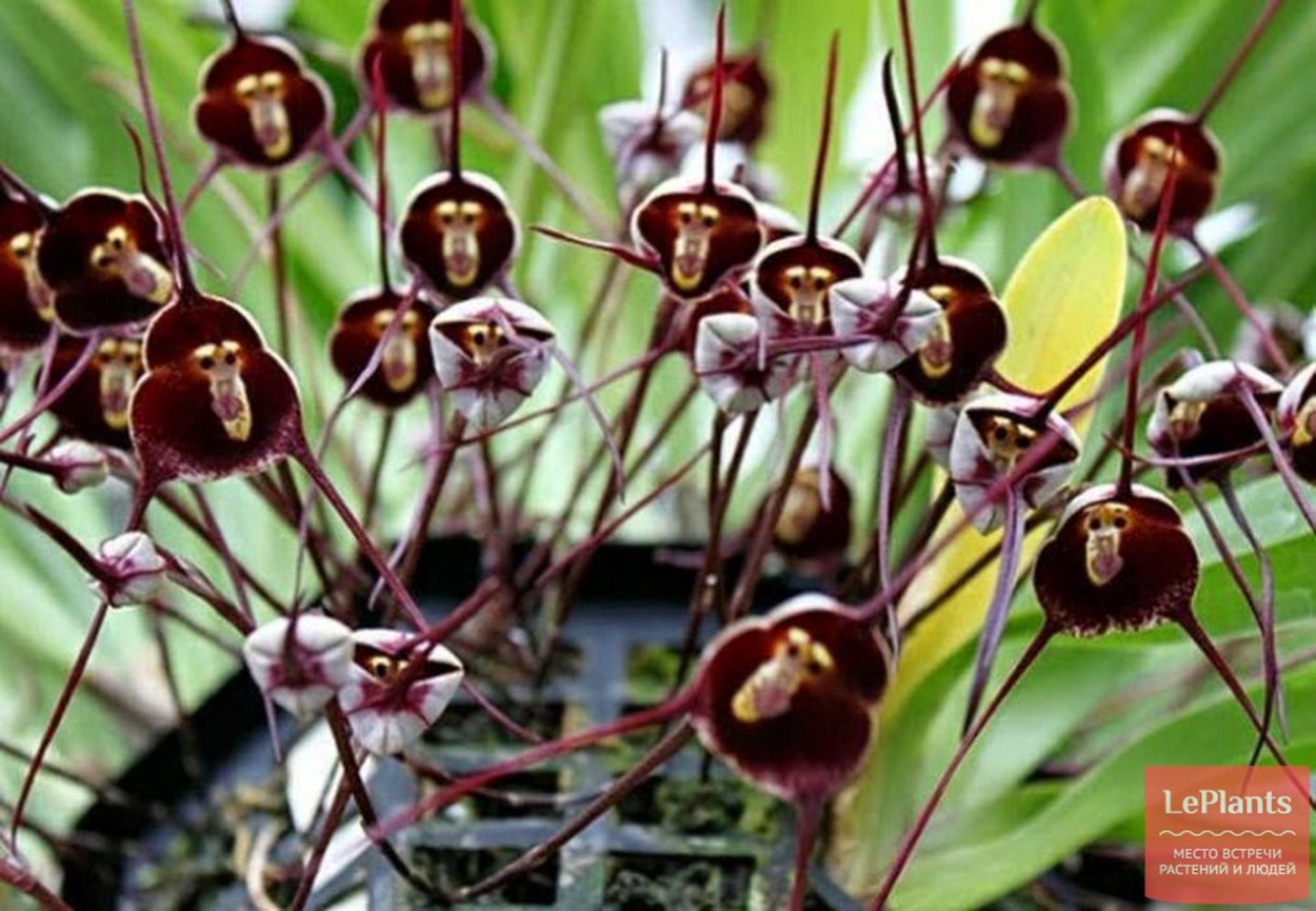 Impatiens Bequaertii