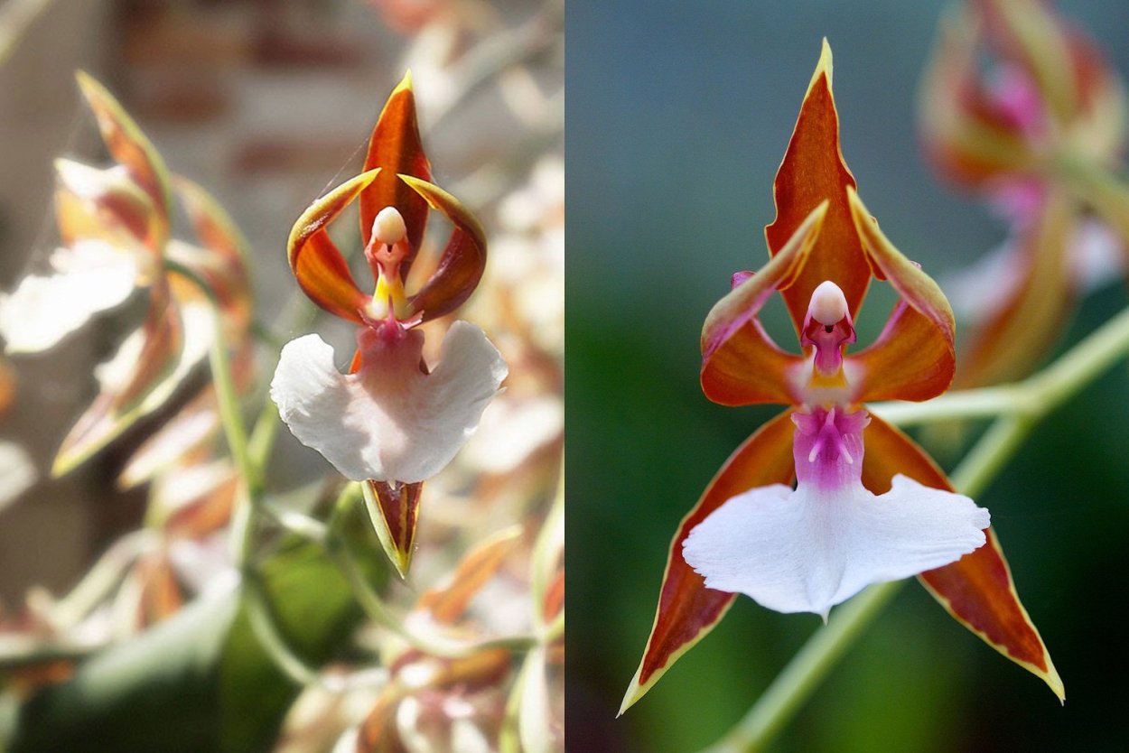 Орхидея Обезьянья Дракула