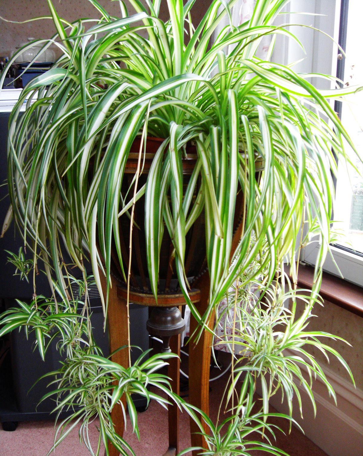 Комнатное растение с длинными узкими листьями