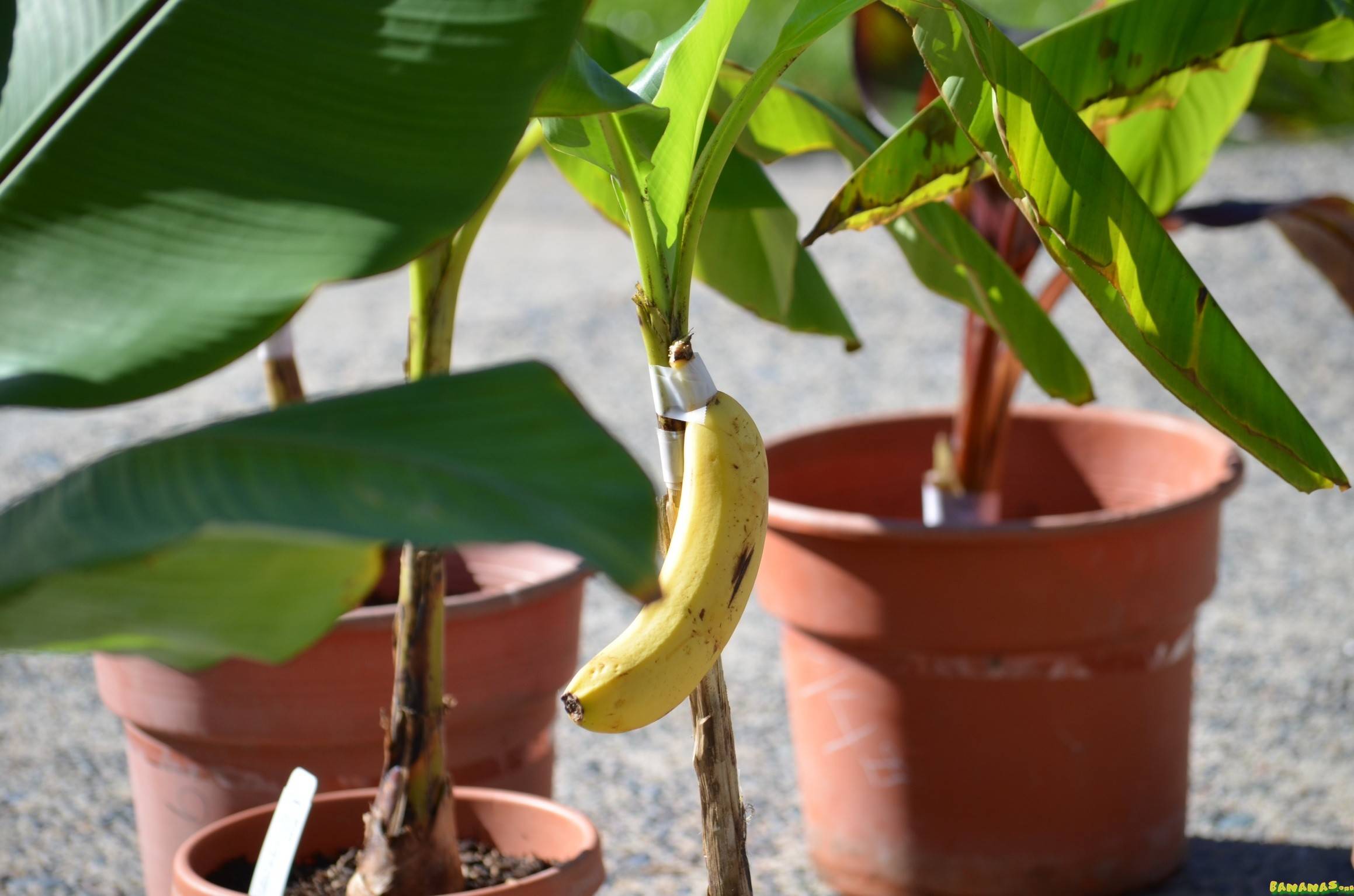 Вырастить банан из покупного банана. Росток карликового банана. Банановая Пальма Росток. Росток бананового дерева. Кавендиш банан комнатный.