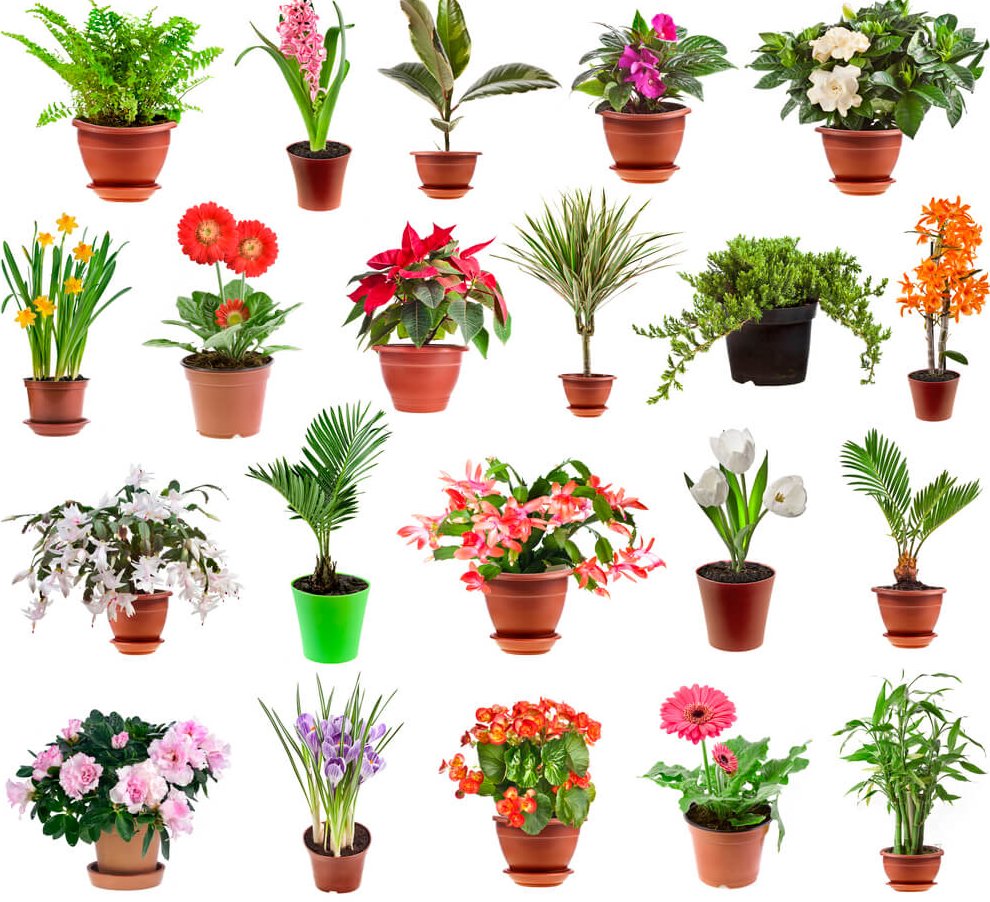 Каталог комнатных растений в горшках: фото и названия цветов в кашпо